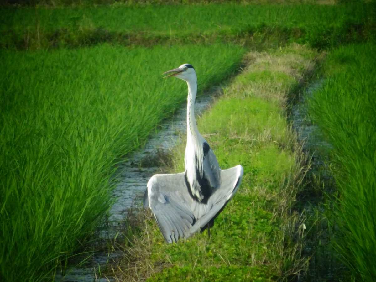 青サギ小さく羽を広げた姿、日光浴? – やわまろ工房